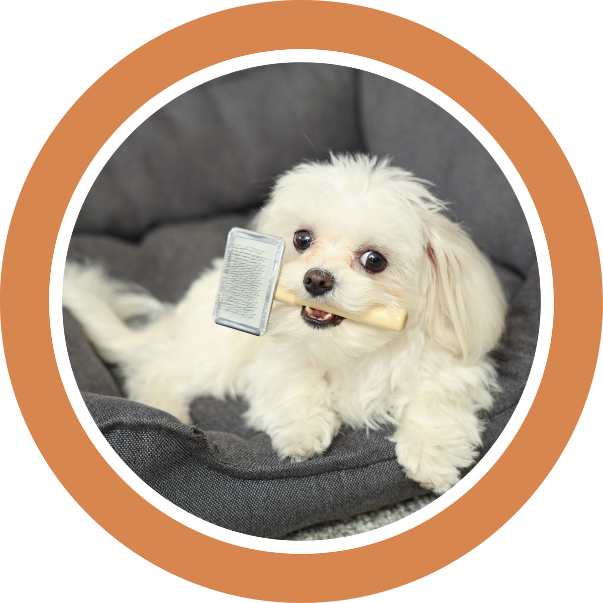 Fluffy white Maltese puppy lying in a gray dog bed while holding a grooming brush in its mouth, framed in an orange circle on a white background.