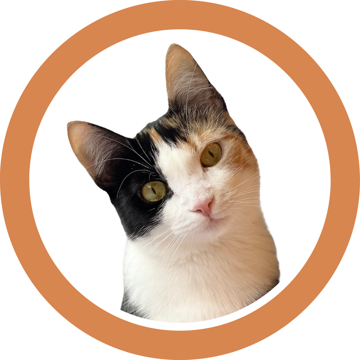 Close-up portrait of a calico cat with black, orange, and white markings and golden-green eyes, framed in an orange circle on a white background.
