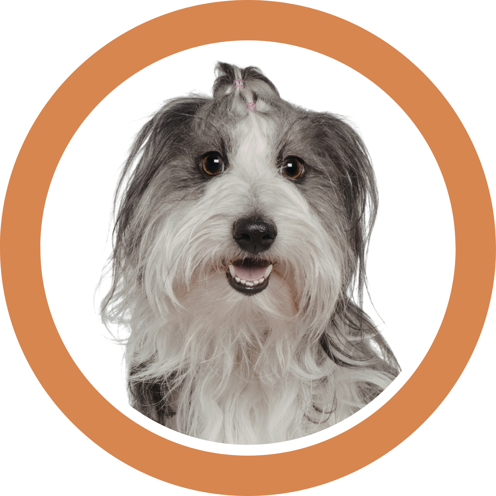 Close-up portrait of a fluffy gray and white terrier mix with bright brown eyes and a happy open mouth, framed in an orange circle on a white background.