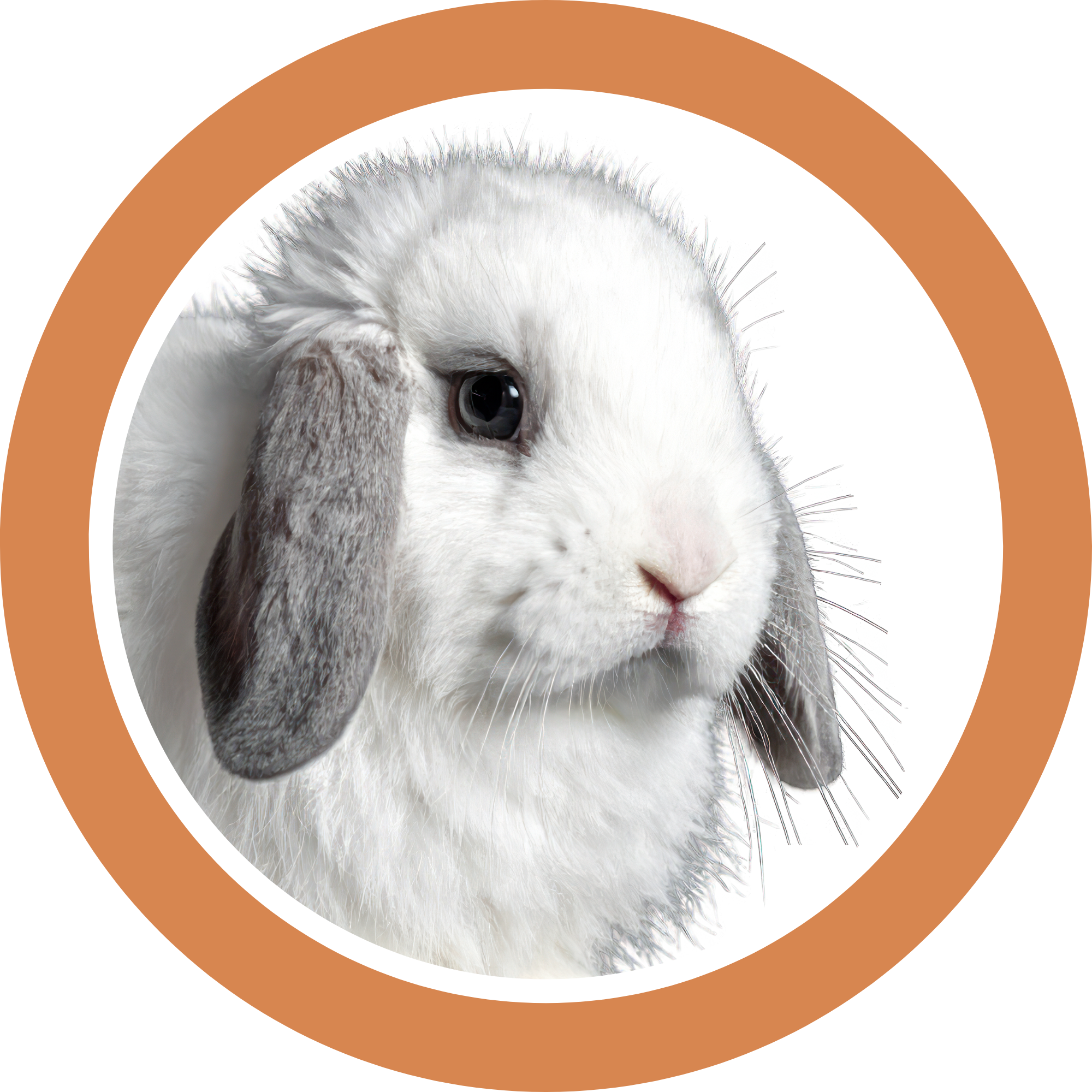 Close-up portrait of a white Holland Lop rabbit with gray floppy ears and long whiskers, framed in an orange circle on a white background.