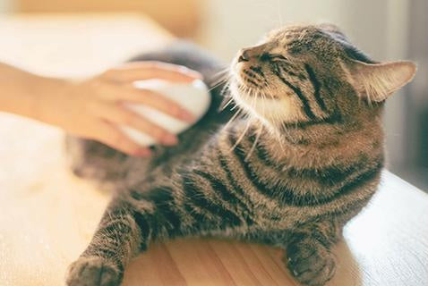Fillable Bath Brush for Dogs and Cats