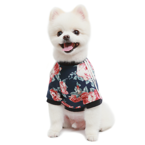 Small white dog wearing a floral outfit on a white background
