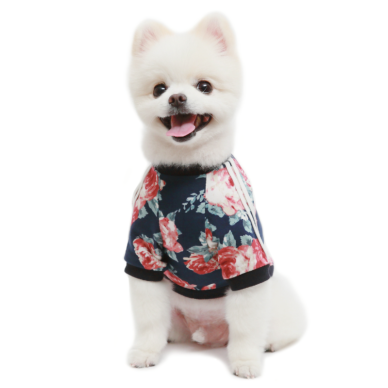 Small white dog wearing a floral outfit on a white background
